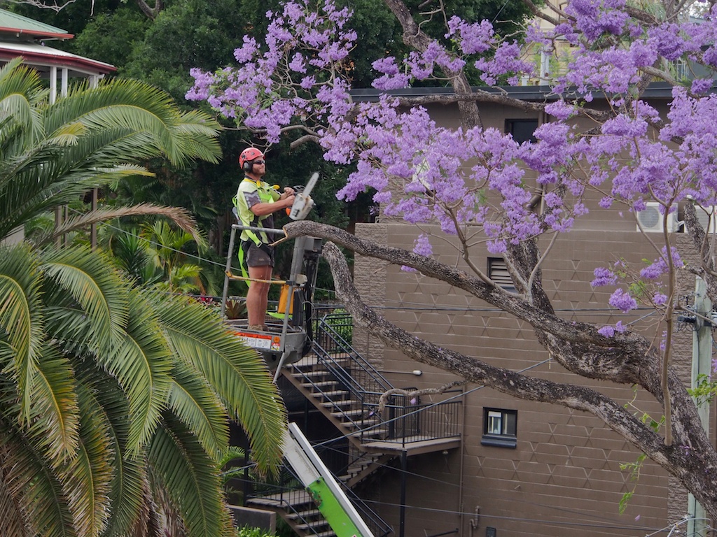 Tree feller, Dougal preparing his approach.