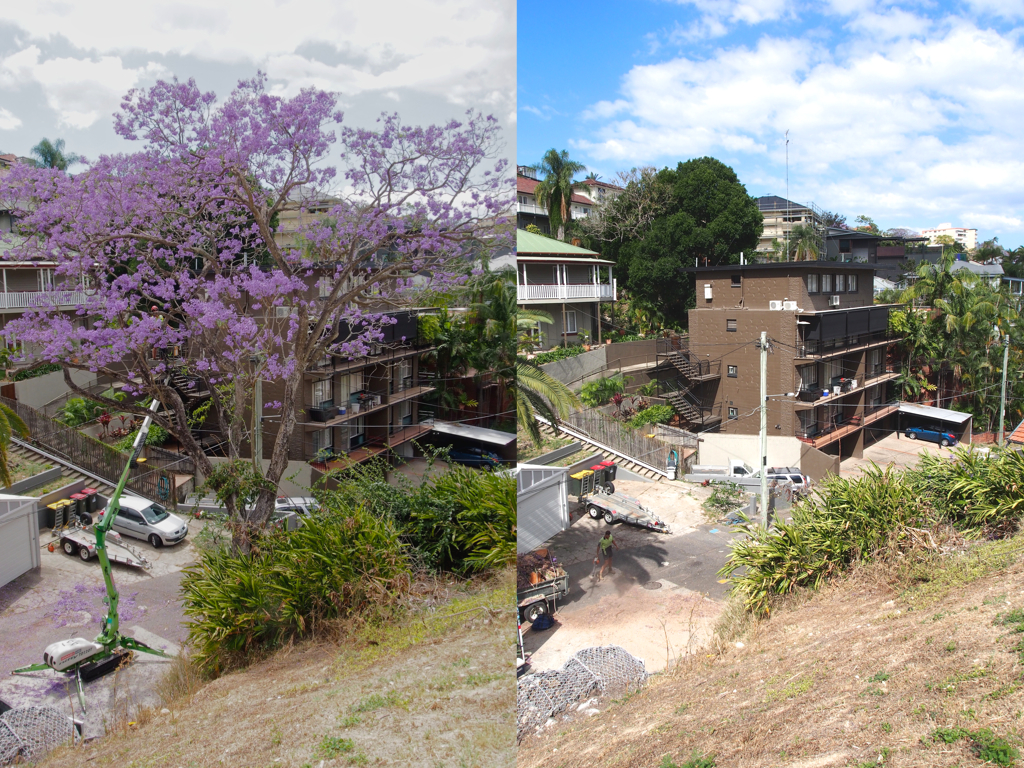 Before and after Dougal. 