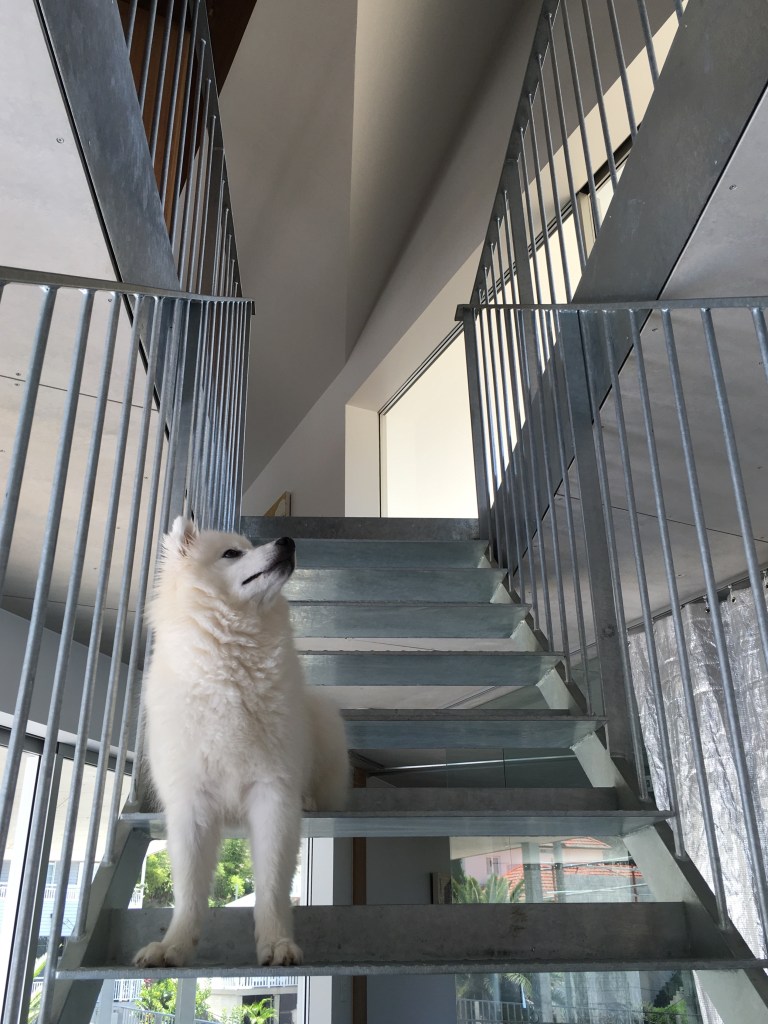 The dog inspects the finish.